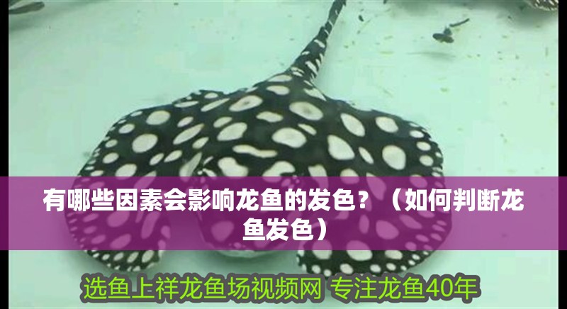 有哪些因素會影響龍魚的發色？（如何判斷龍魚發色）