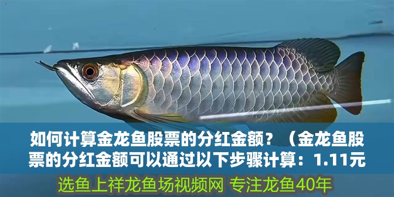 如何計算金龍魚股票的分紅金額？（金龍魚股票的分紅金額可以通過以下步驟計算：1.11元）