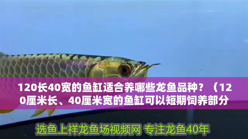 120長40寬的魚缸適合養哪些龍魚品種？（120厘米長、40厘米寬的魚缸可以短期飼養部分小型龍魚）