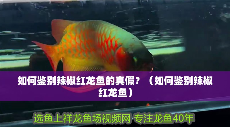 如何鑒別辣椒紅龍魚的真假？（如何鑒別辣椒紅龍魚）