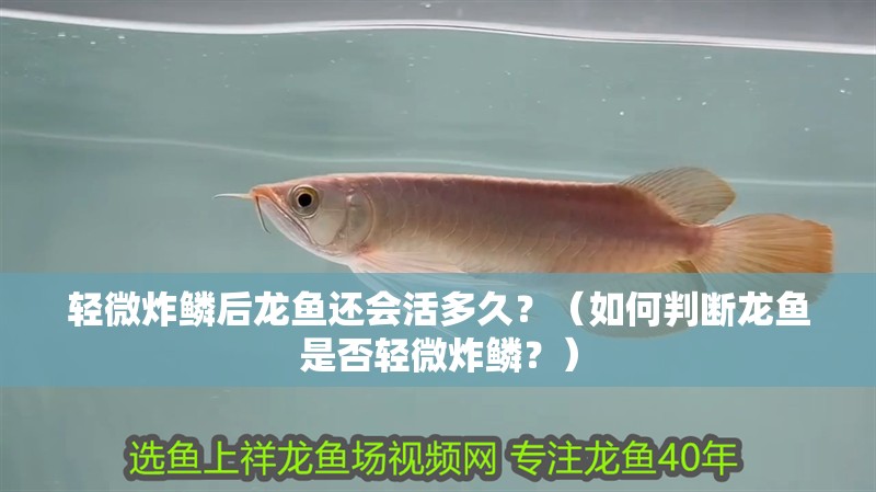 輕微炸鱗后龍魚還會活多久？（如何判斷龍魚是否輕微炸鱗？）