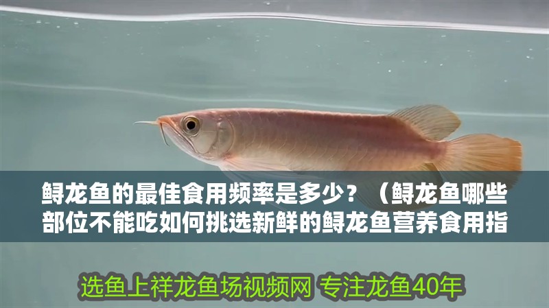 鱘龍魚的最佳食用頻率是多少？（鱘龍魚哪些部位不能吃如何挑選新鮮的鱘龍魚營養(yǎng)食用指南）