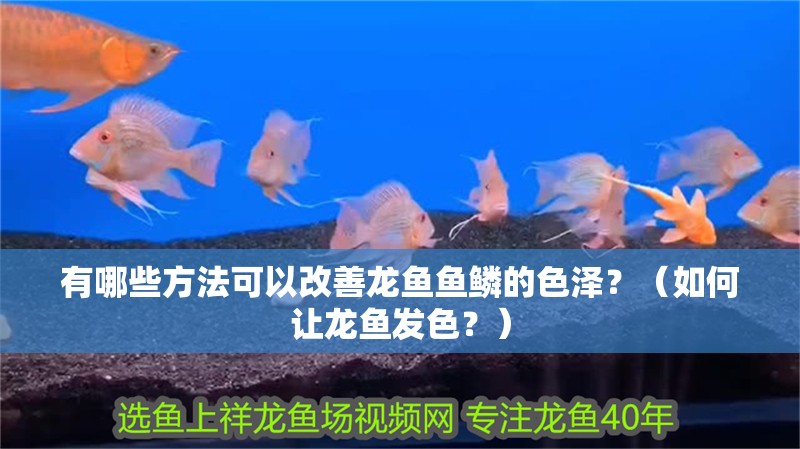 有哪些方法可以改善龍魚魚鱗的色澤？（如何讓龍魚發色？）