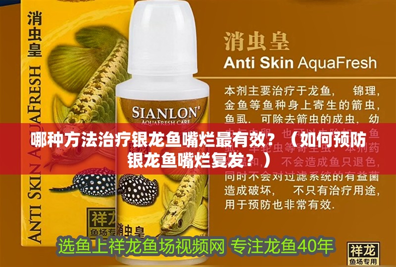 哪種方法治療銀龍魚嘴爛最有效？（如何預防銀龍魚嘴爛復發(fā)？）