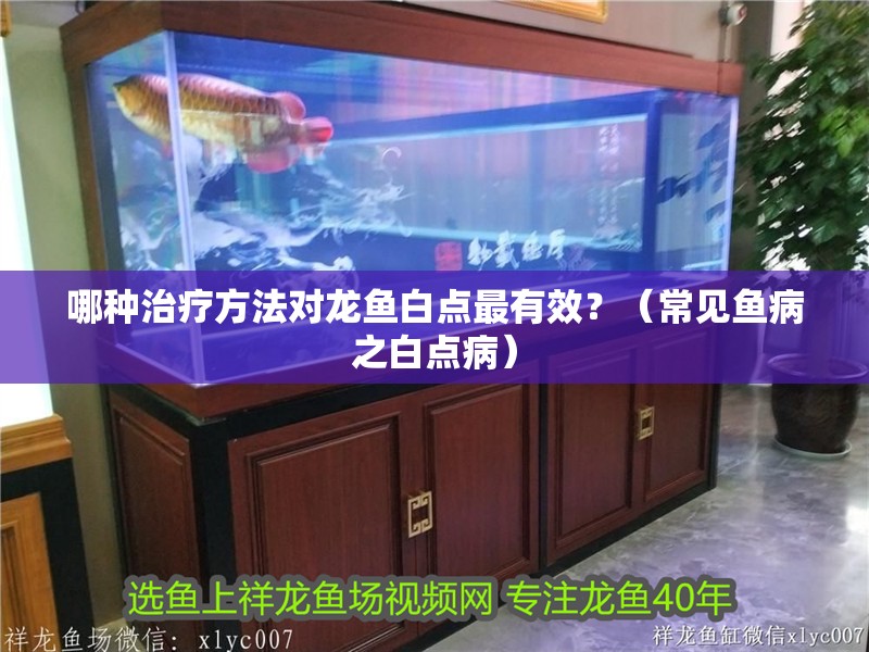 哪種治療方法對龍魚白點最有效？（常見魚病之白點病）