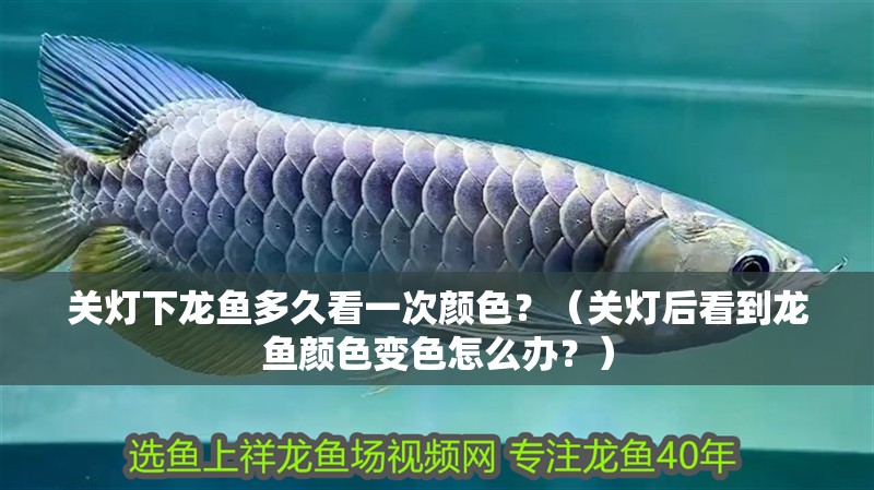 關燈下龍魚多久看一次顏色？（關燈后看到龍魚顏色變色怎么辦？）