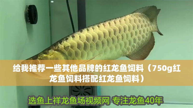 給我推薦一些其他品牌的紅龍魚飼料（750g紅龍魚飼料搭配紅龍魚飼料）