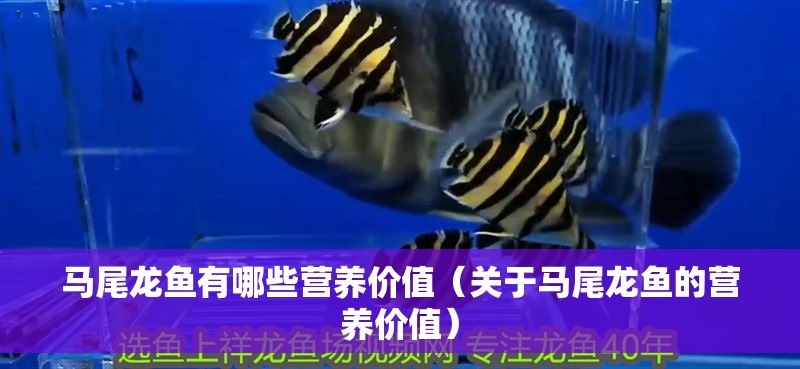 馬尾龍魚有哪些營養(yǎng)價(jià)值（關(guān)于馬尾龍魚的營養(yǎng)價(jià)值）