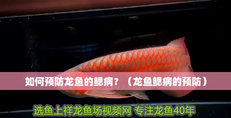 如何預防龍魚的鰓病？（龍魚鰓病的預防）