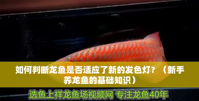 如何判斷龍魚是否適應了新的發色燈？（新手養龍魚的基礎知識）