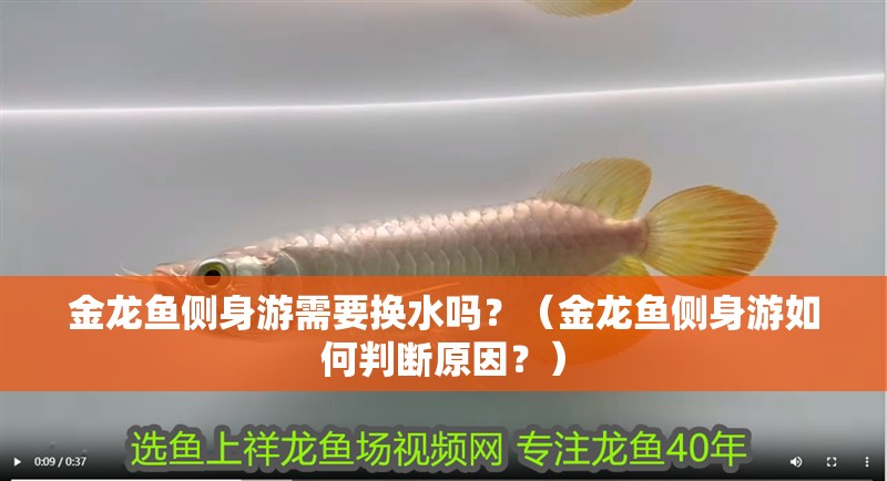 金龍魚側身游需要換水嗎？（金龍魚側身游如何判斷原因？）