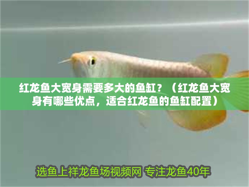 紅龍魚大寬身需要多大的魚缸？（紅龍魚大寬身有哪些優點，適合紅龍魚的魚缸配置）