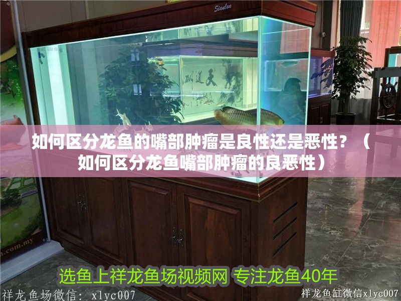 如何區分龍魚的嘴部腫瘤是良性還是惡性？（如何區分龍魚嘴部腫瘤的良惡性）