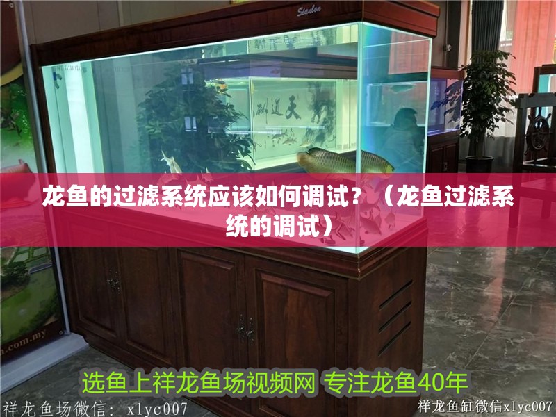 龍魚的過濾系統(tǒng)應(yīng)該如何調(diào)試？（龍魚過濾系統(tǒng)的調(diào)試）