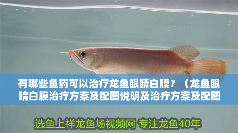 有哪些魚藥可以治療龍魚眼睛白膜？（龍魚眼睛白膜治療方案及配圖說明及治療方案及配圖說明）