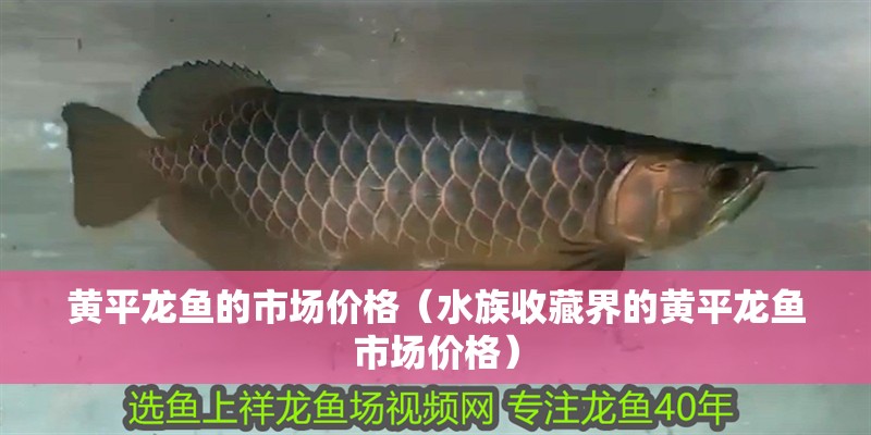 黃平龍魚的市場價格（水族收藏界的黃平龍魚市場價格）
