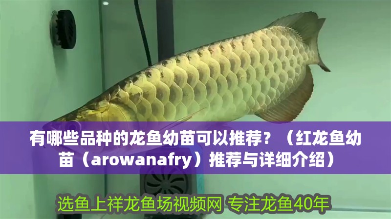 有哪些品種的龍魚幼苗可以推薦？（紅龍魚幼苗（arowanafry）推薦與詳細介紹）