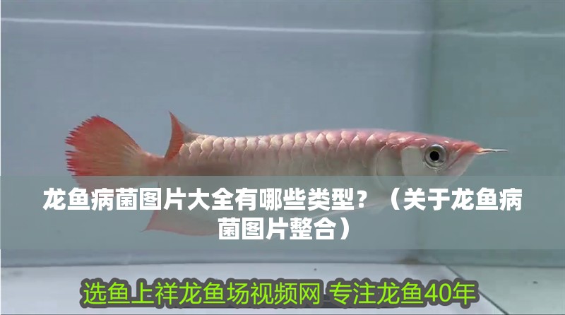 龍魚(yú)病菌圖片大全有哪些類型？（關(guān)于龍魚(yú)病菌圖片整合）