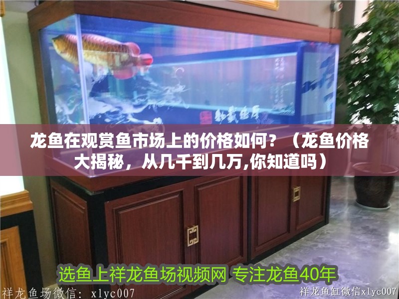 龍魚(yú)在觀賞魚(yú)市場(chǎng)上的價(jià)格如何？（龍魚(yú)價(jià)格大揭秘，從幾千到幾萬(wàn),你知道嗎）