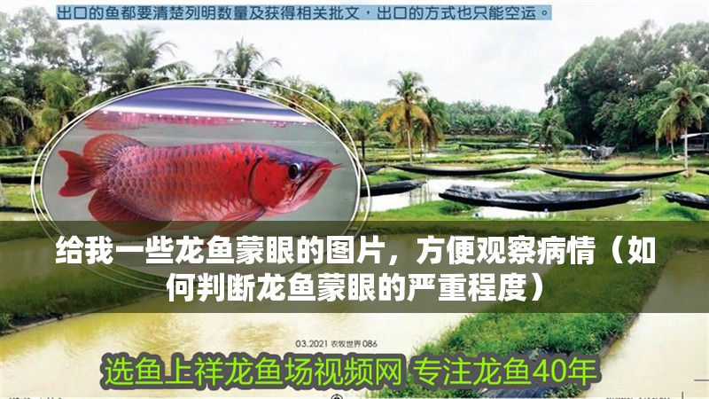 給我一些龍魚蒙眼的圖片，方便觀察病情（如何判斷龍魚蒙眼的嚴重程度）