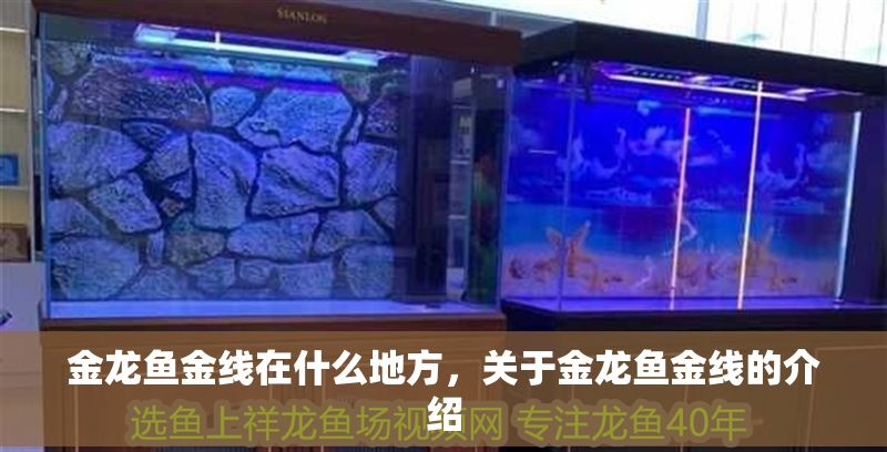 金龍魚金線在什么地方，關于金龍魚金線的介紹