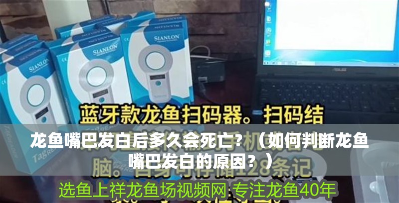 龍魚嘴巴發白后多久會死亡？（如何判斷龍魚嘴巴發白的原因？）