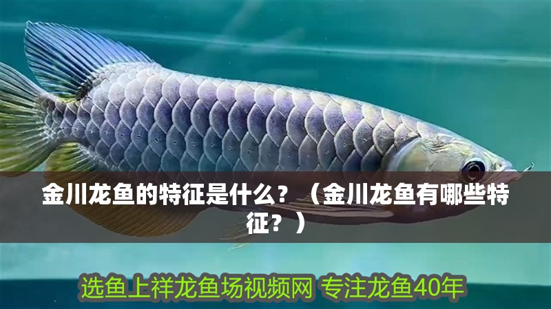 金川龍魚的特征是什么？（金川龍魚有哪些特征？）