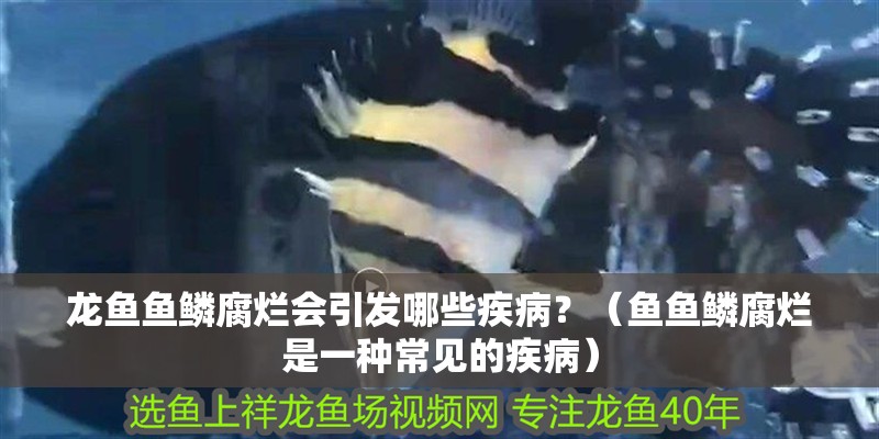 龍魚魚鱗腐爛會引發(fā)哪些疾?。浚~魚鱗腐爛是一種常見的疾?。? title=