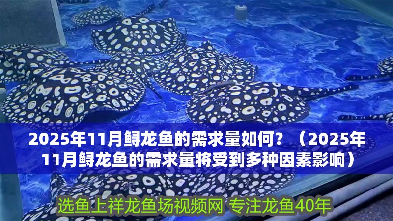 2025年11月鱘龍魚的需求量如何？（2025年11月鱘龍魚的需求量將受到多種因素影響）