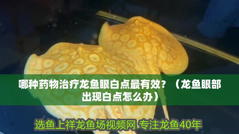 哪種藥物治療龍魚眼白點最有效？（龍魚眼部出現(xiàn)白點怎么辦）