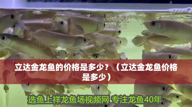 立達(dá)金龍魚的價(jià)格是多少？（立達(dá)金龍魚價(jià)格是多少）