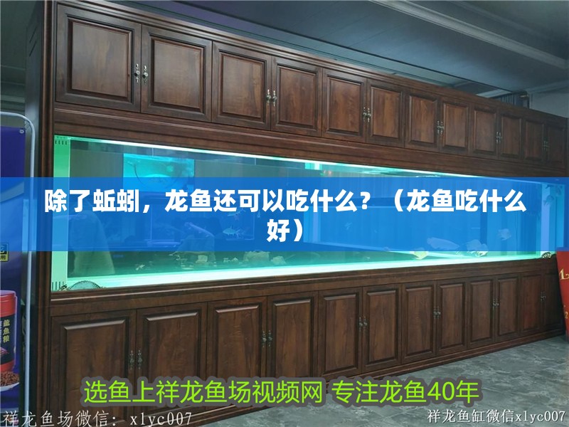 除了蚯蚓，龍魚還可以吃什么？（龍魚吃什么好）