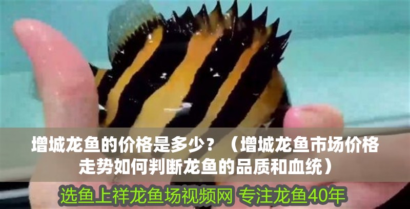 增城龍魚的價格是多少？（增城龍魚市場價格走勢如何判斷龍魚的品質和血統(tǒng)）