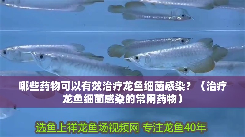 哪些藥物可以有效治療龍魚細菌感染？（治療龍魚細菌感染的常用藥物）