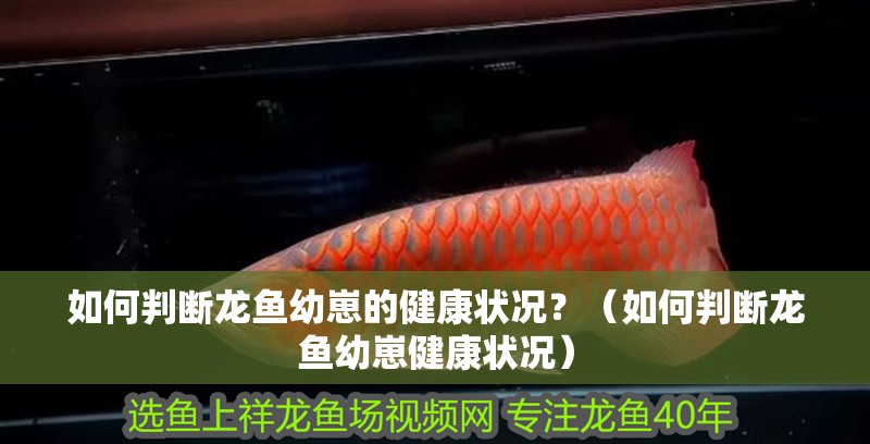 如何判斷龍魚幼崽的健康狀況？（如何判斷龍魚幼崽健康狀況）