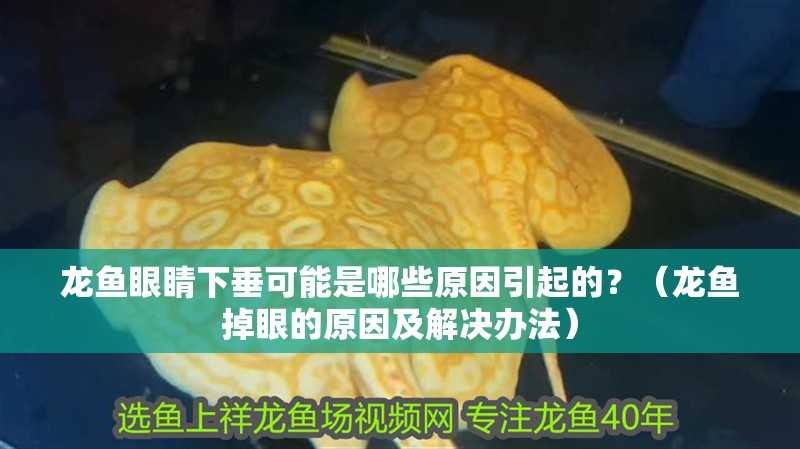 龍魚眼睛下垂可能是哪些原因引起的？（龍魚掉眼的原因及解決辦法）