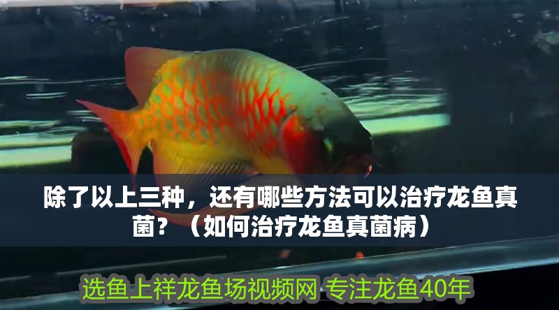 除了以上三種，還有哪些方法可以治療龍魚真菌？（如何治療龍魚真菌病）