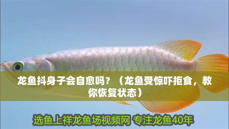 龍魚抖身子會自愈嗎？（龍魚受驚嚇拒食，教你恢復狀態）