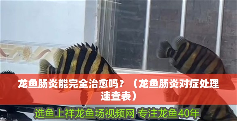龍魚腸炎能完全治愈嗎？（龍魚腸炎對癥處理速查表）