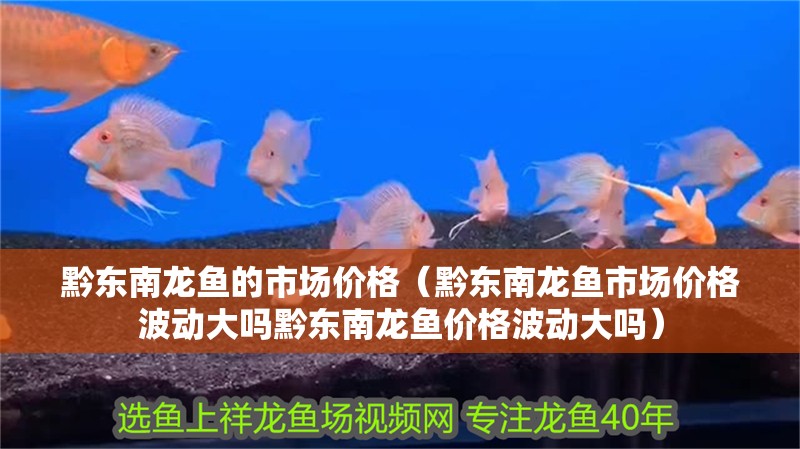 黔東南龍魚的市場價格（黔東南龍魚市場價格波動大嗎黔東南龍魚價格波動大嗎）
