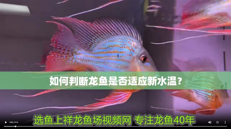 如何判斷龍魚是否適應新水溫？