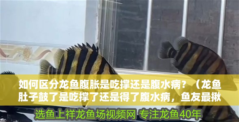 如何區(qū)分龍魚腹脹是吃撐還是腹水?。浚堲~肚子鼓了是吃撐了還是得了腹水病，魚友最揪心的問(wèn)題）