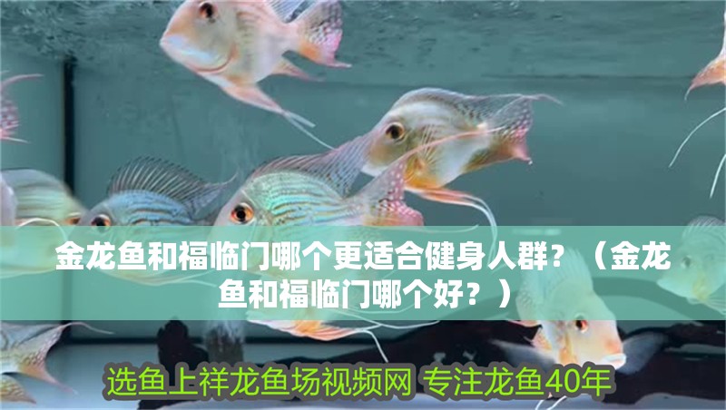 金龍魚和福臨門哪個更適合健身人群？（金龍魚和福臨門哪個好？）