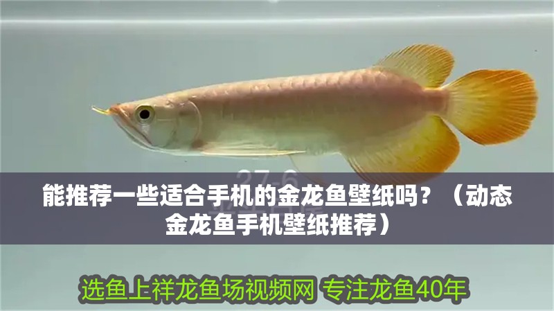能推薦一些適合手機的金龍魚壁紙嗎？（動態(tài)金龍魚手機壁紙推薦）