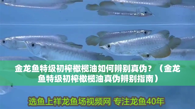 金龍魚特級初榨橄欖油如何辨別真?zhèn)危浚ń瘕堲~特級初榨橄欖油真?zhèn)伪鎰e指南）