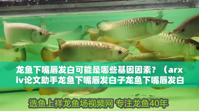 龍魚下嘴唇發白可能是哪些基因因素？（arxiv論文助手龍魚下嘴唇發白子龍魚下嘴唇發白）