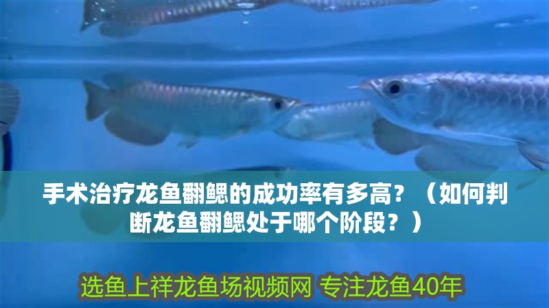 手術治療龍魚翻鰓的成功率有多高？（如何判斷龍魚翻鰓處于哪個階段？）