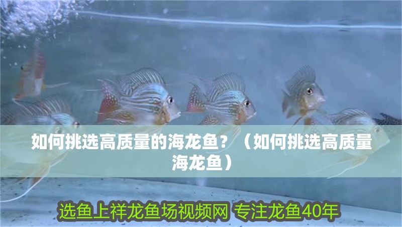 如何挑選高質量的海龍魚？（如何挑選高質量海龍魚）