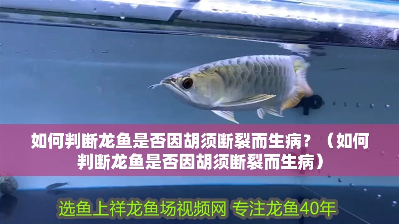 如何判斷龍魚(yú)是否因胡須斷裂而生病？（如何判斷龍魚(yú)是否因胡須斷裂而生病）