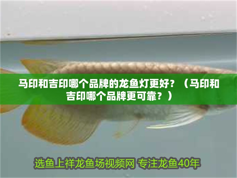 馬印和吉印哪個(gè)品牌的龍魚燈更好？（馬印和吉印哪個(gè)品牌更可靠？）